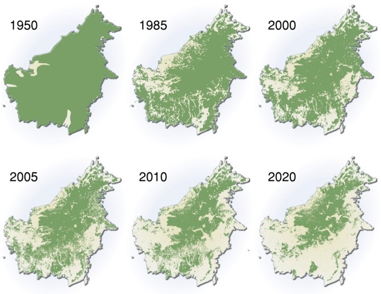 amazon rainforest deforestation before and after
